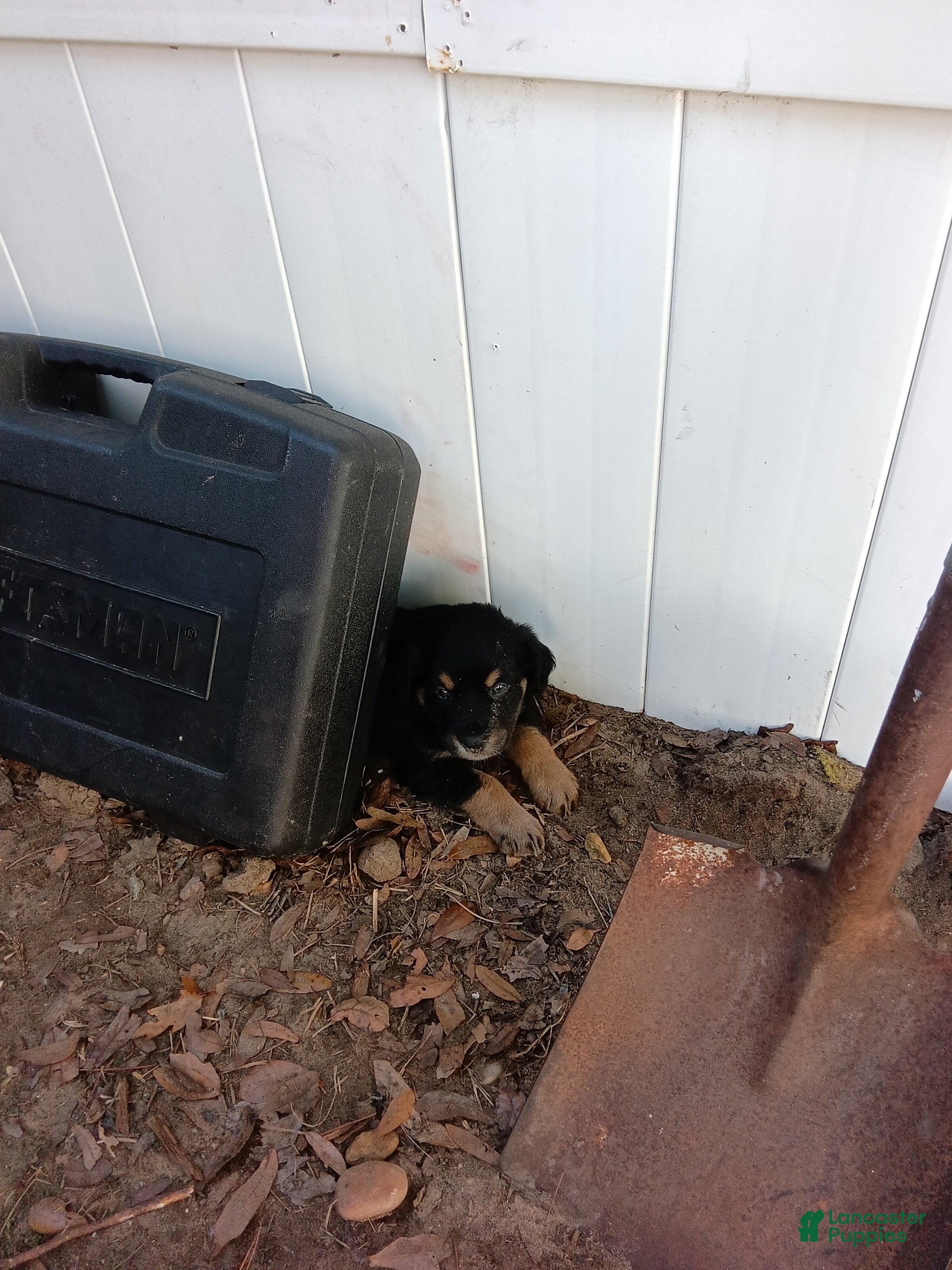 Mixed Breed dogs  Puppy 4 playful socialite  - Ad 2