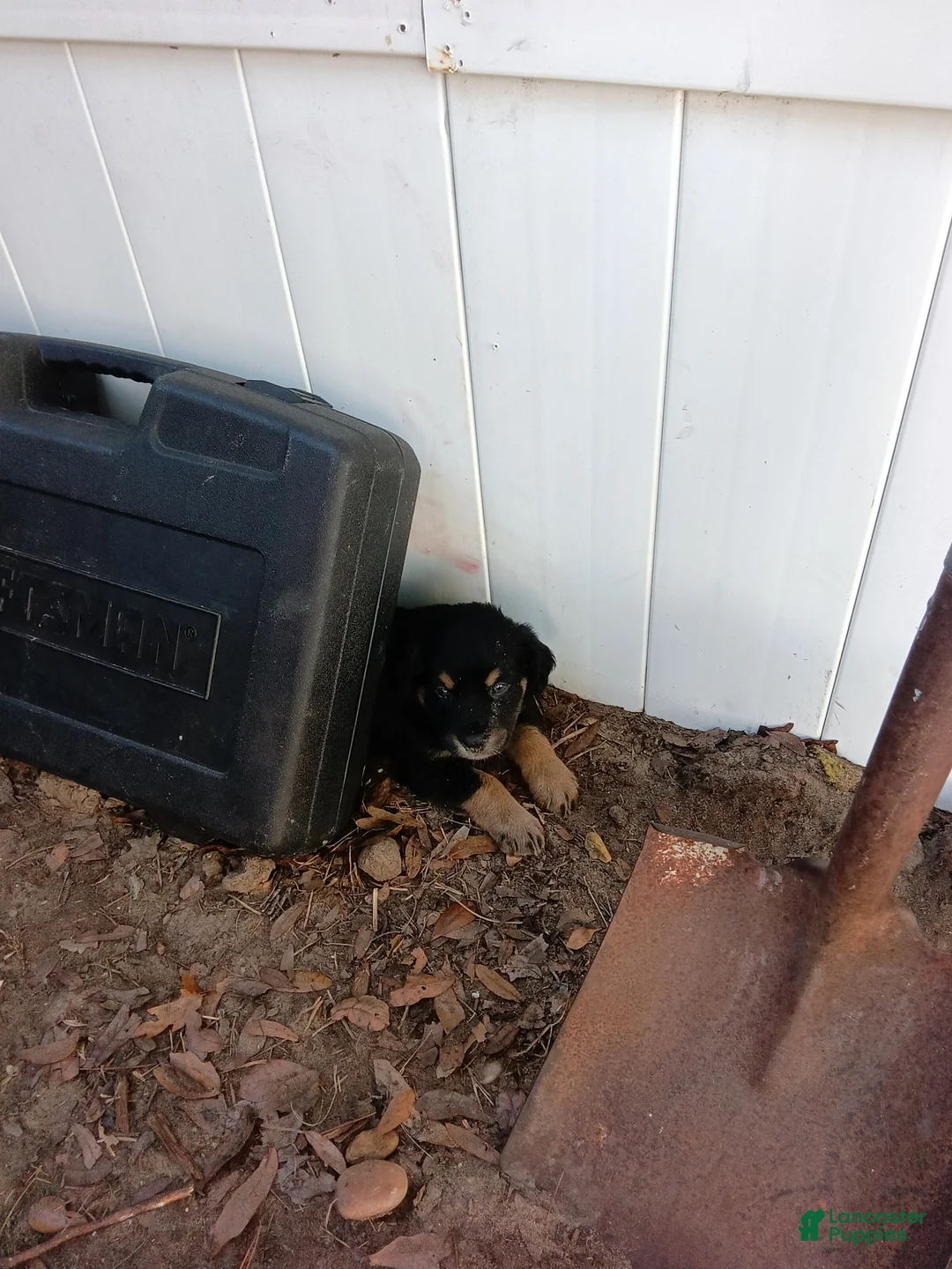 Mixed Breed dogs for sale:  Puppy 4 playful socialite  - Ad 1