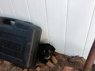 Mixed Breed dogs Puppy 4 playful socialite - Ad 2