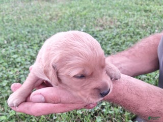 Golden Retriever dogs - Ad 36