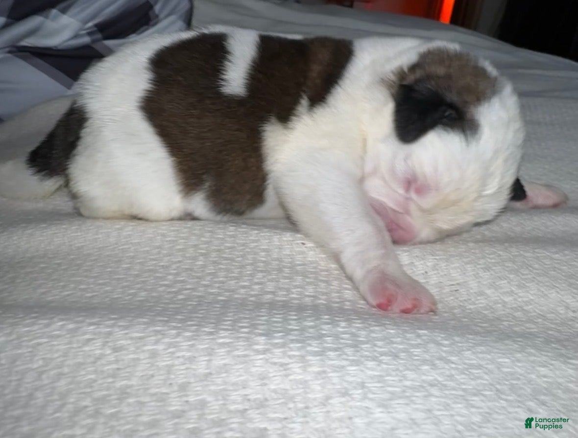 Saint Bernard dogs Betsy 🐄  - Ad 34