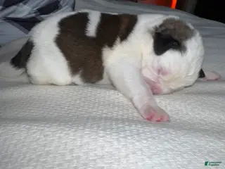 Saint Bernard dogs Betsy 🐄 - Ad 34