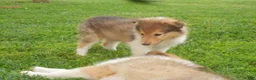 Collie dogs for sale: Bo-peep - Ad 5