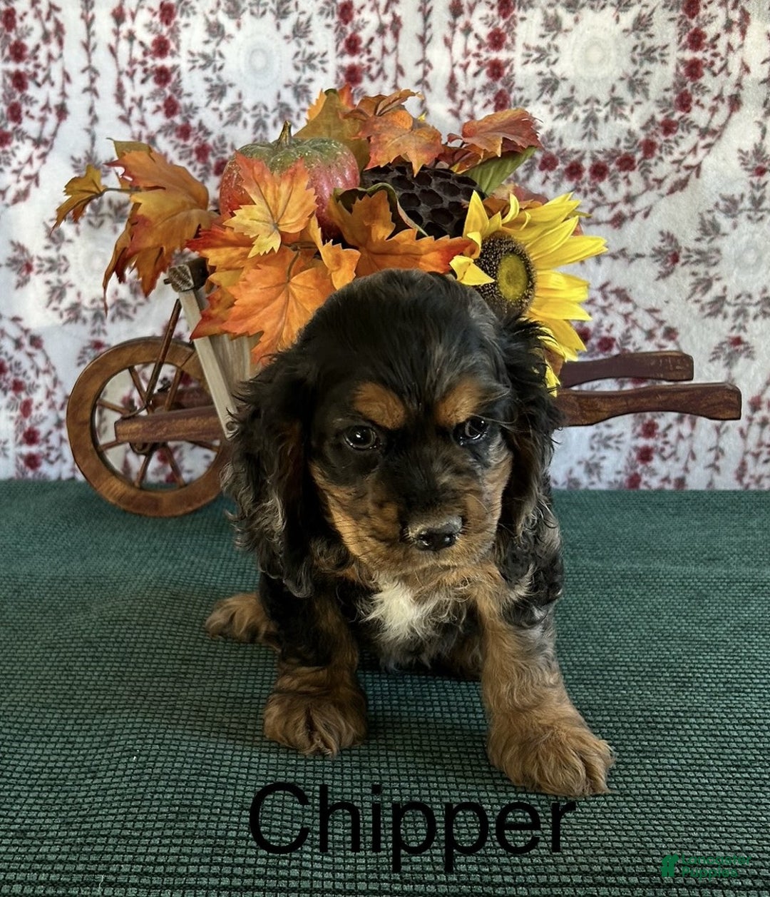 Cocker Spaniel dogs for sale: Chipper - Ad 3