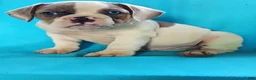 Olde English Bulldogge dogs for sale: Duke - Ad 3