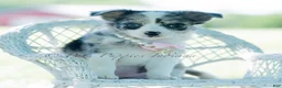 Chihuahua dogs for sale: Night sky - Ad 2