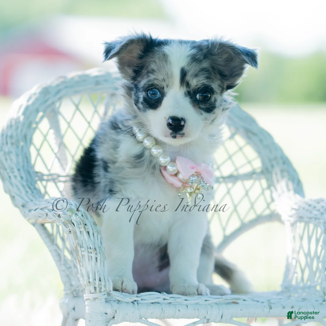 Chihuahua dogs for sale: Night sky - Ad 2
