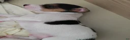 Jack Russell Terrier dogs for sale: Jack Russell Terrier 2 - Ad 4
