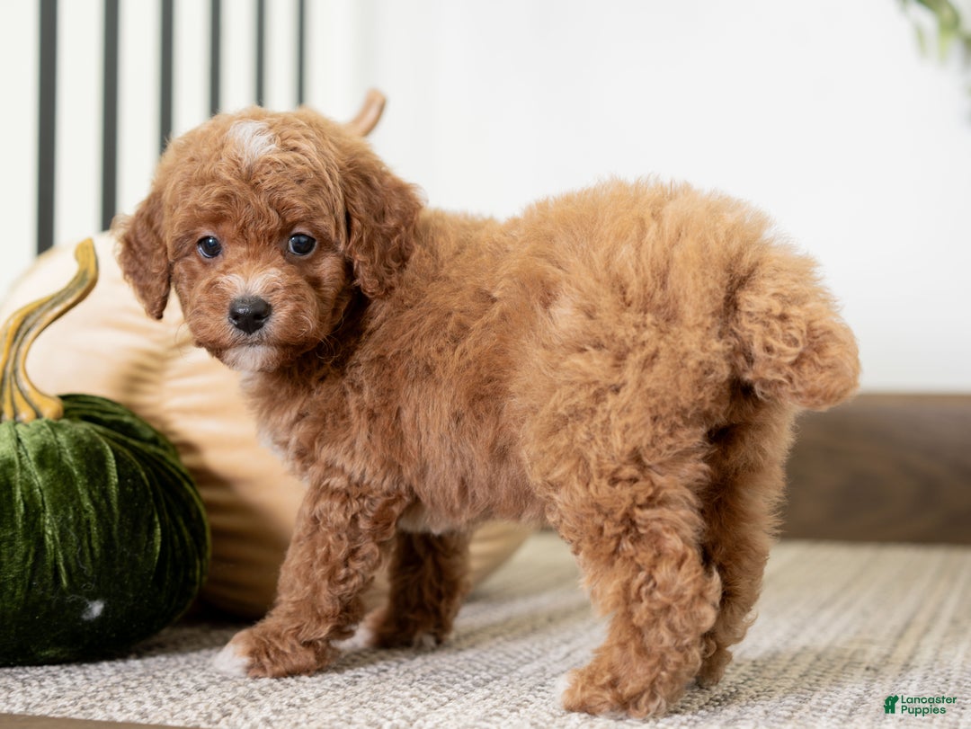 Miniature Poodle dogs for sale: Carmen - Ad 7
