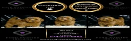 Mini Goldendoodle dogs for sale: Melinda F1BB  - Ad 4