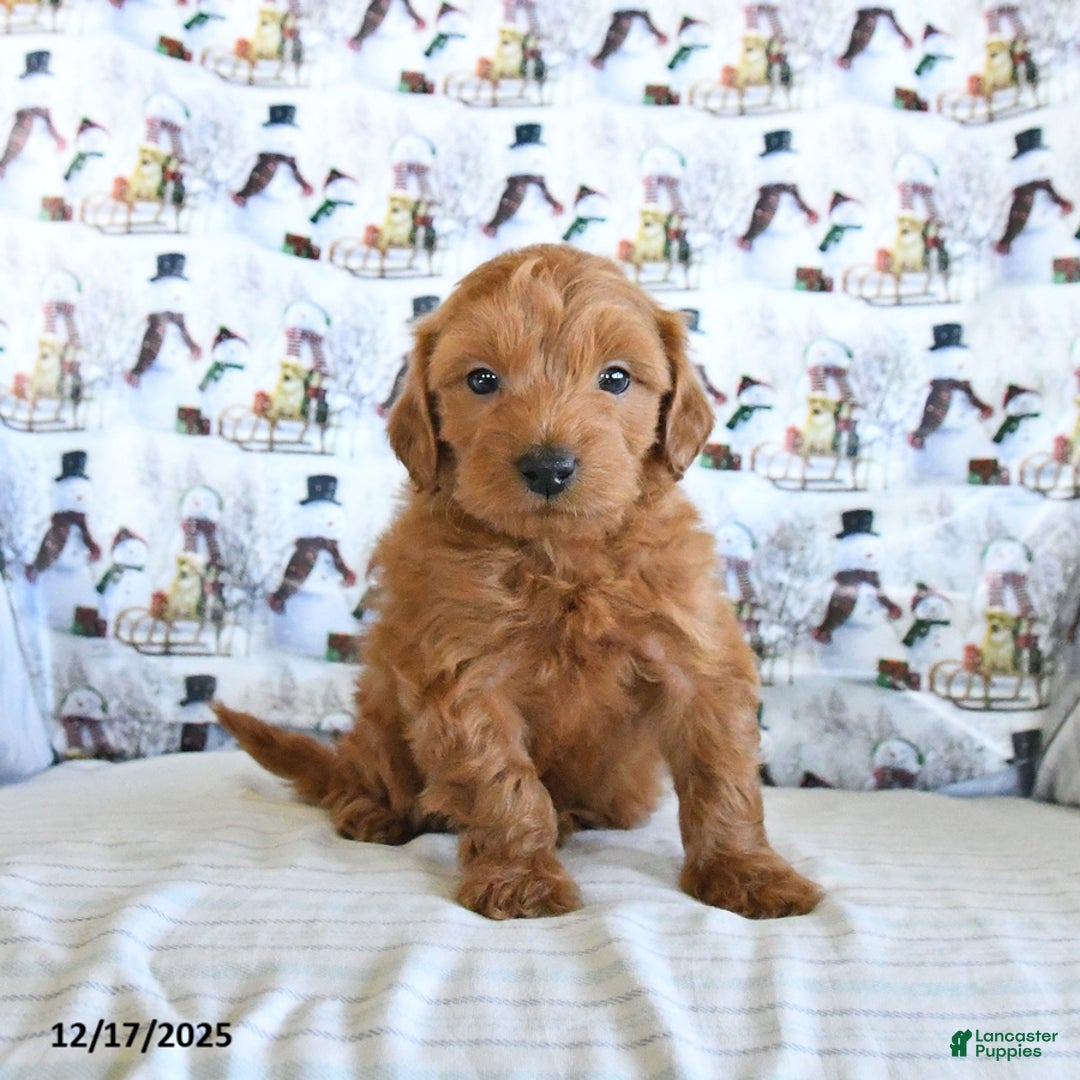 Mini Goldendoodle dogs for sale: Frisky - Ad 3