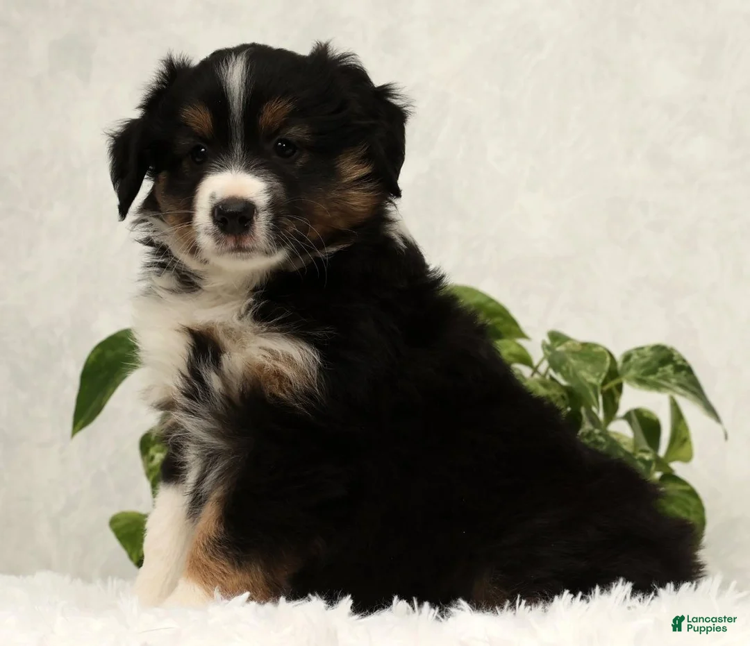 Miniature Australian Shepherd dogs for sale: Sparky - Ad 3