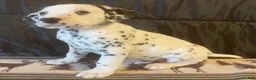 Dalmatian dogs for sale: Spot - Ad 4