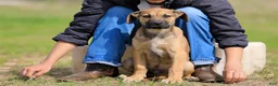 Mixed Breed dogs for sale: Falcon - European Doberdane - Ad 5