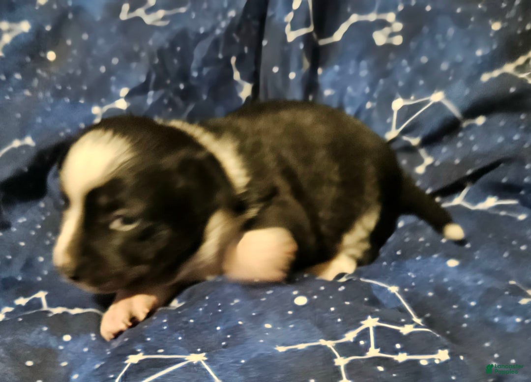 Border Collie dogs for sale: Joy (Call-Text) - Ad 10