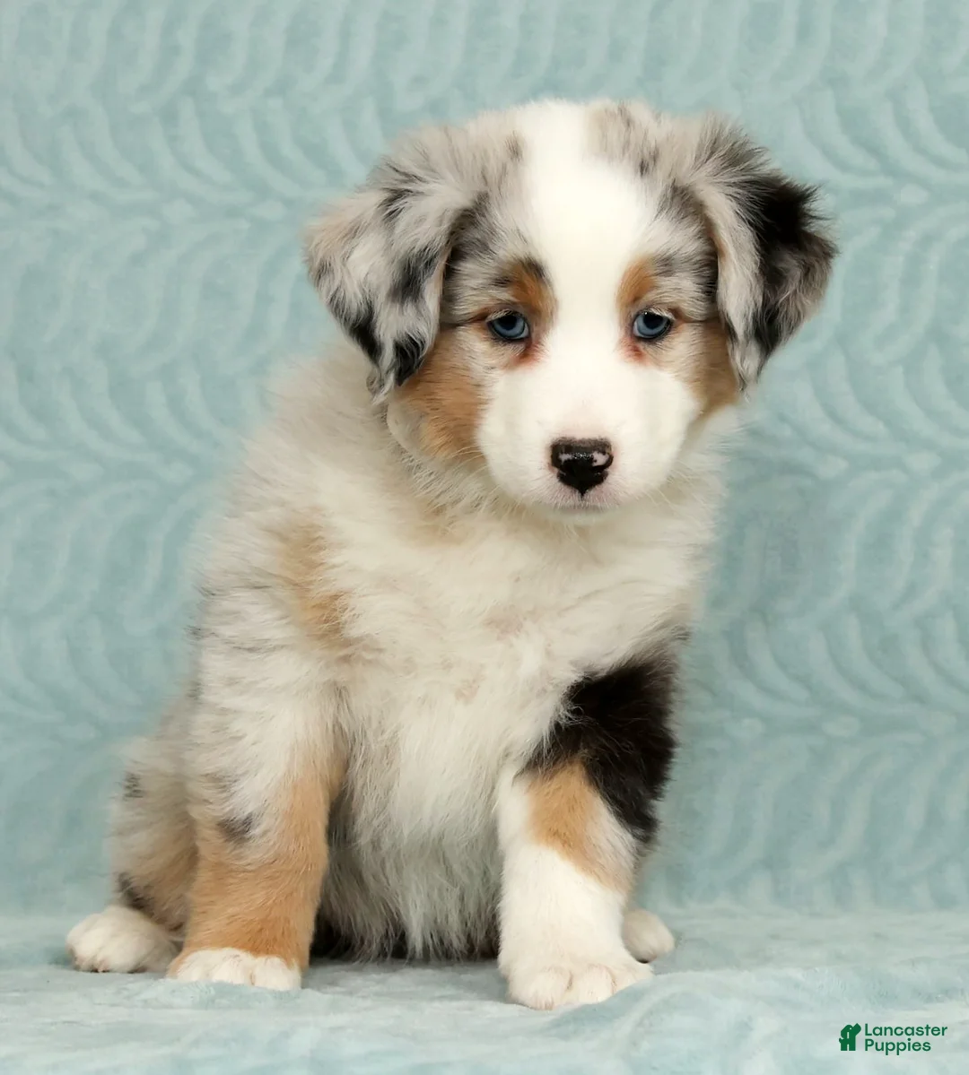 Australian Shepherd dogs for sale: Callie - Ad 2