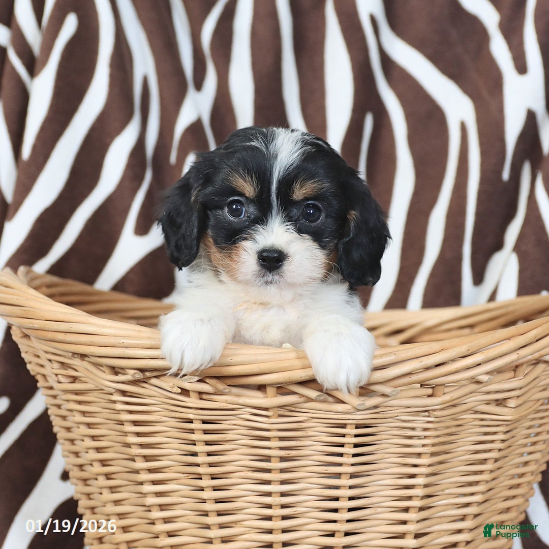Cavapoo dogs for sale: Sunny  - Ad 2