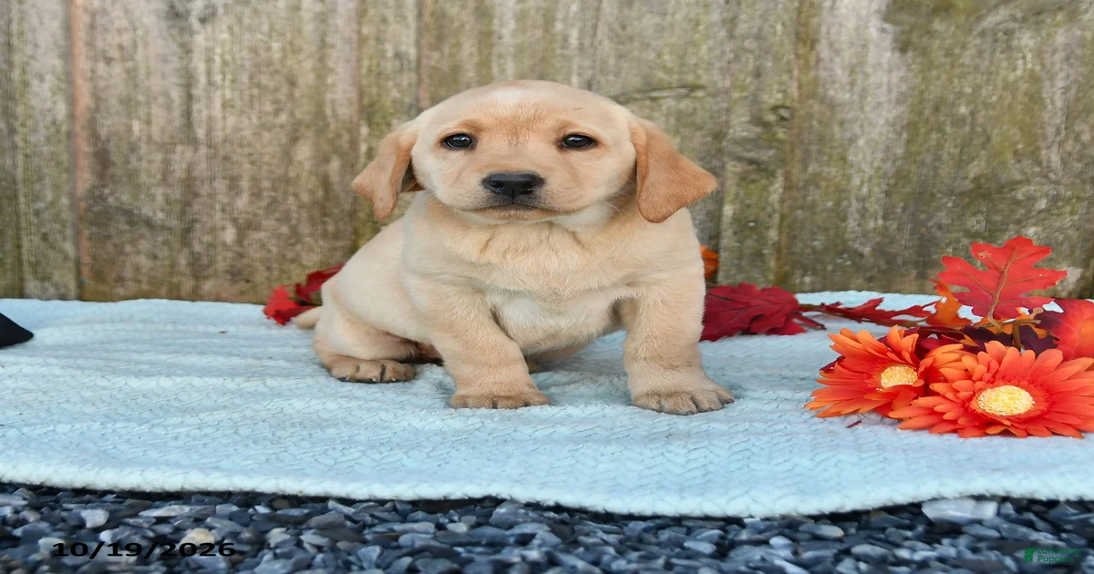 Tammy Labrador Retriever for sale in Strasburg | Lancaster Puppies