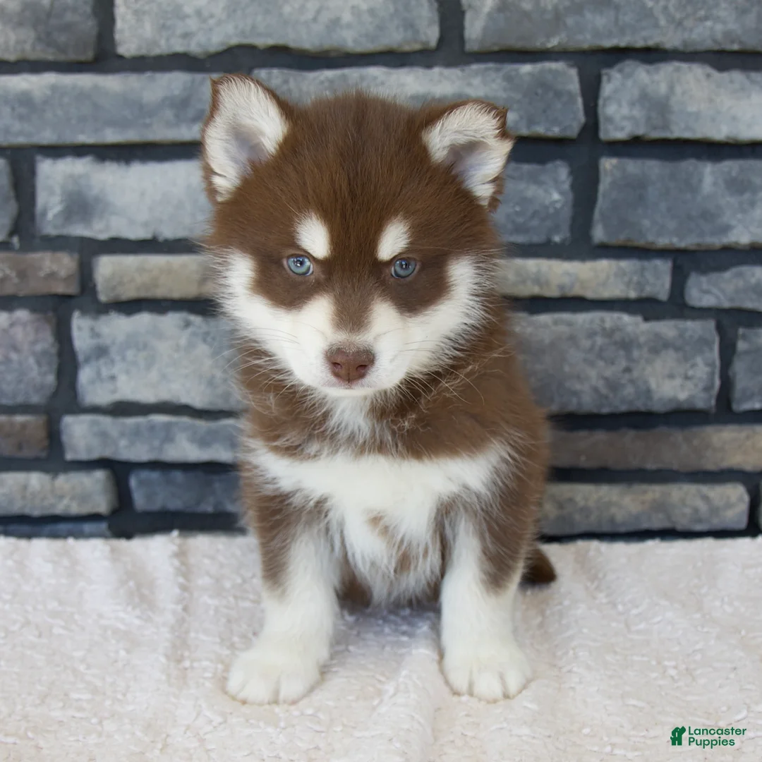 Pomsky dogs for sale: Franklin - Ad 1