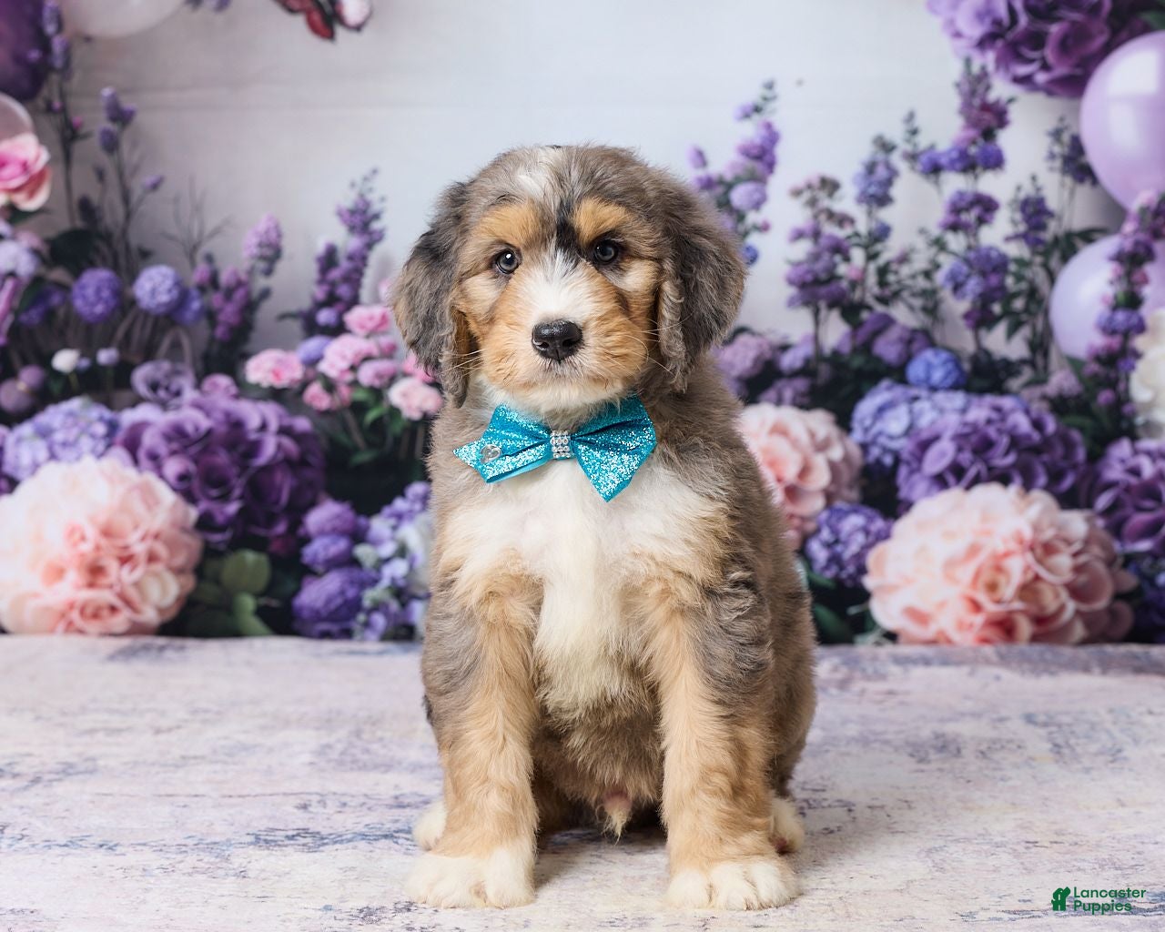Bernedoodle dogs Larky - Ad 2