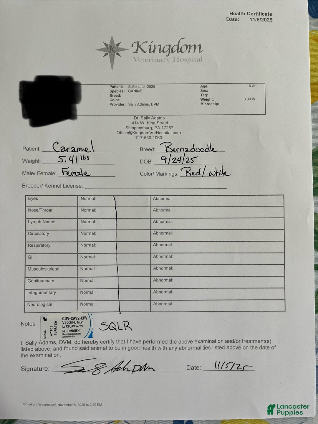 Mini Bernedoodle dogs for sale: Caramel - Ad 6