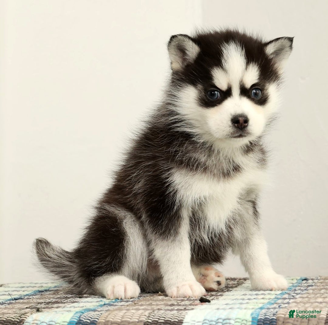 Pomsky dogs for sale: Sampson - Ad 1
