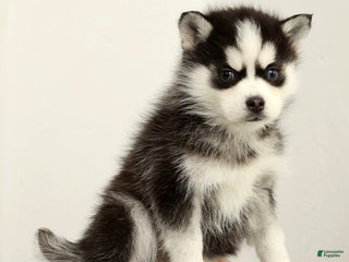 Pomsky dogs Sampson - Ad 2