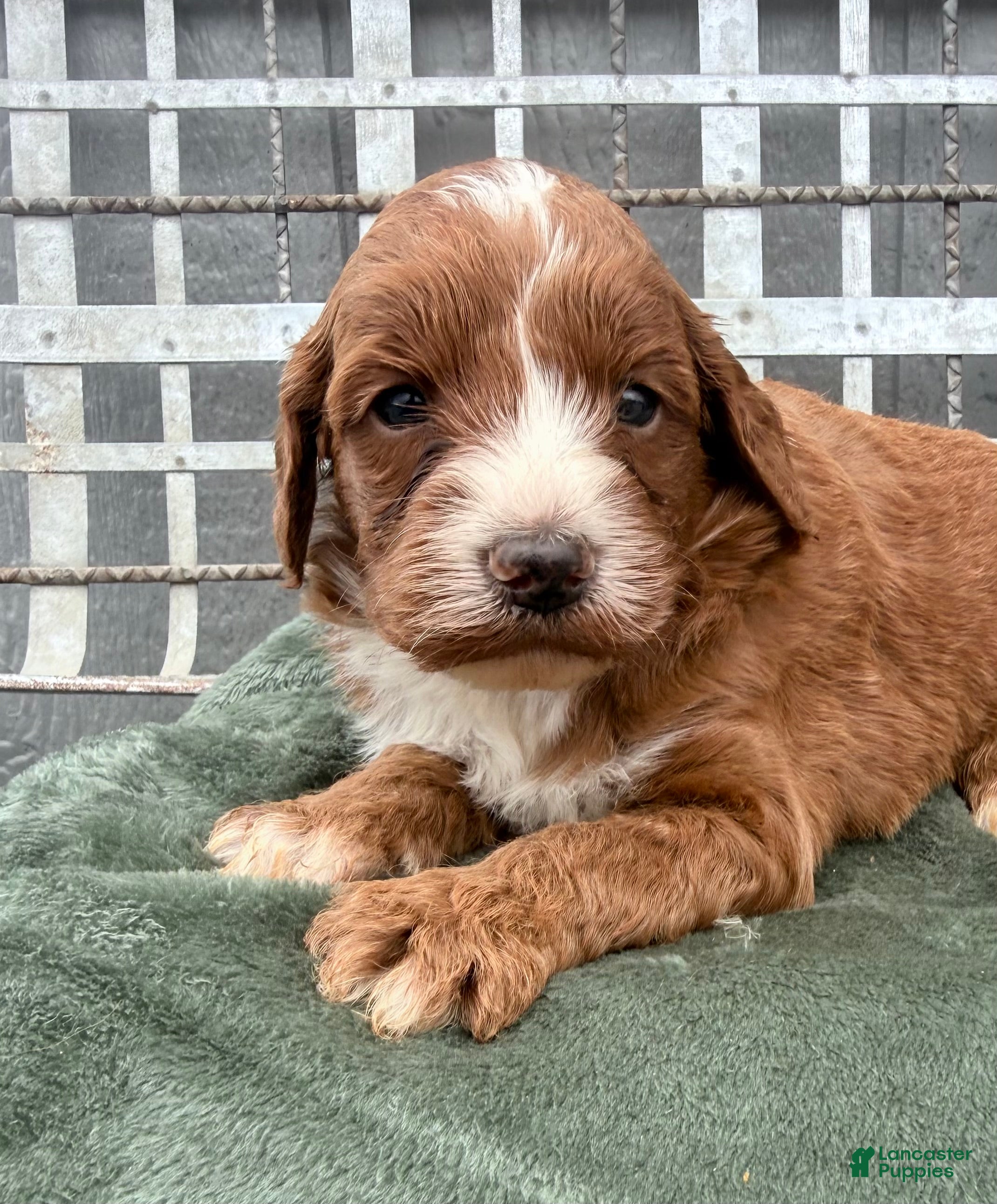 Irish Doodle dogs Irish Doodle Puppy 2 - Ad 2