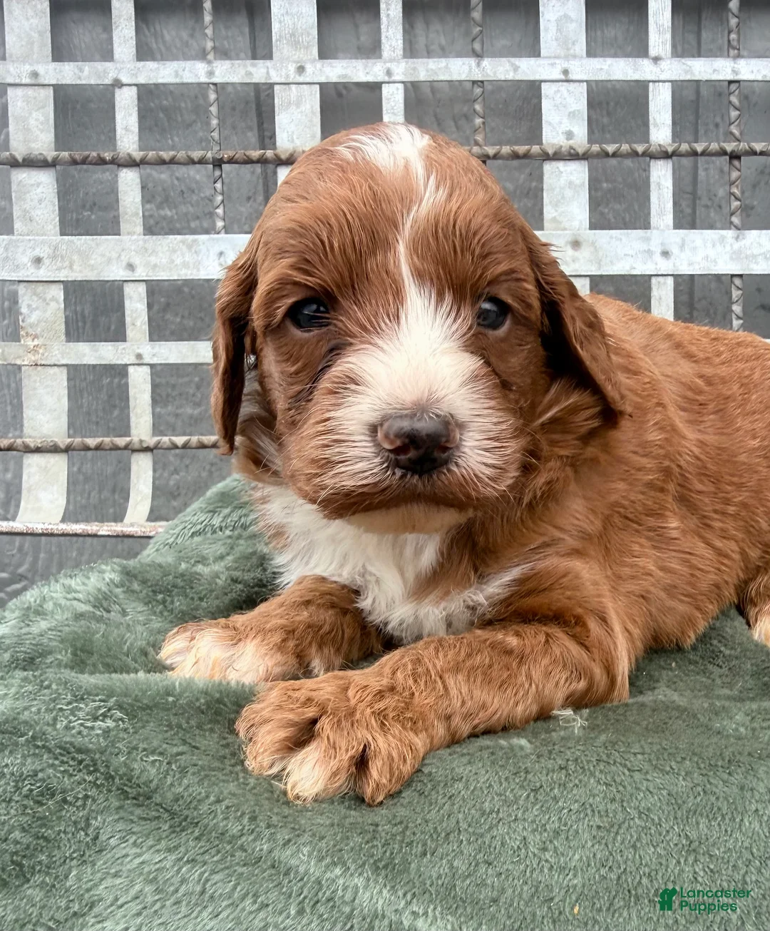 Irish Doodle dogs for sale: Irish Doodle Puppy 2 - Ad 1