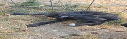 Great Dane dogs for sale: Great Dane 5 Black collar - Ad 3
