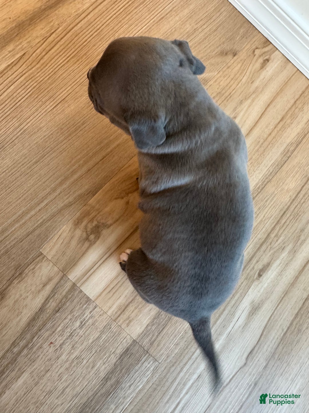 American Bully dogs for sale: Birdie - Ad 4