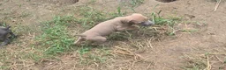 Cane Corso dogs for sale: Cane Corso 1 - Ad 4