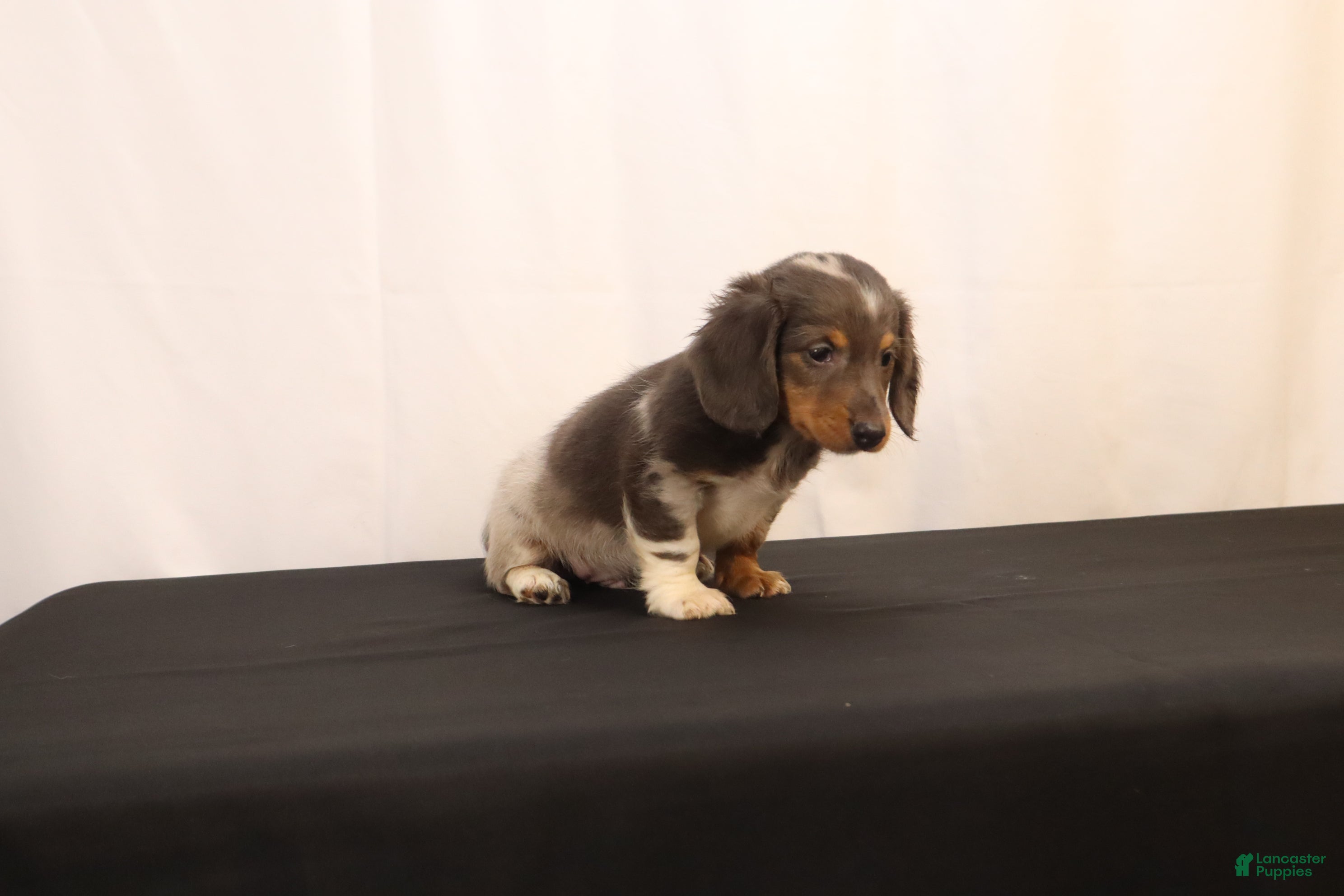 Dachshund dogs Oscar - Ad 2