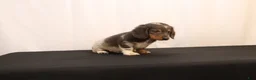 Dachshund dogs for sale: Oscar - Ad 2
