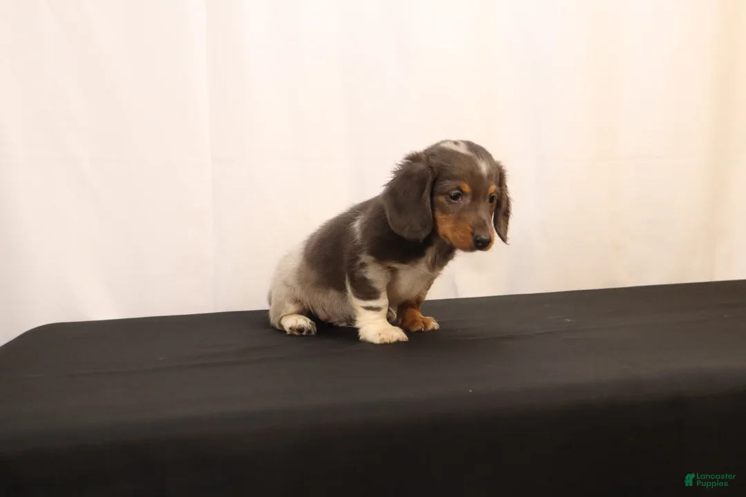 Dachshund dogs for sale: Oscar - Ad 2