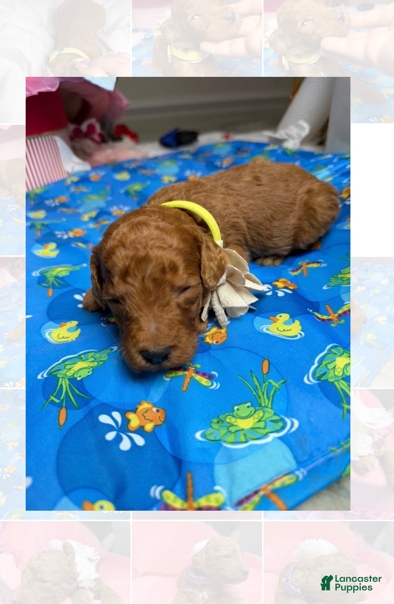 Standard Poodle dogs Yellow - Ad 5