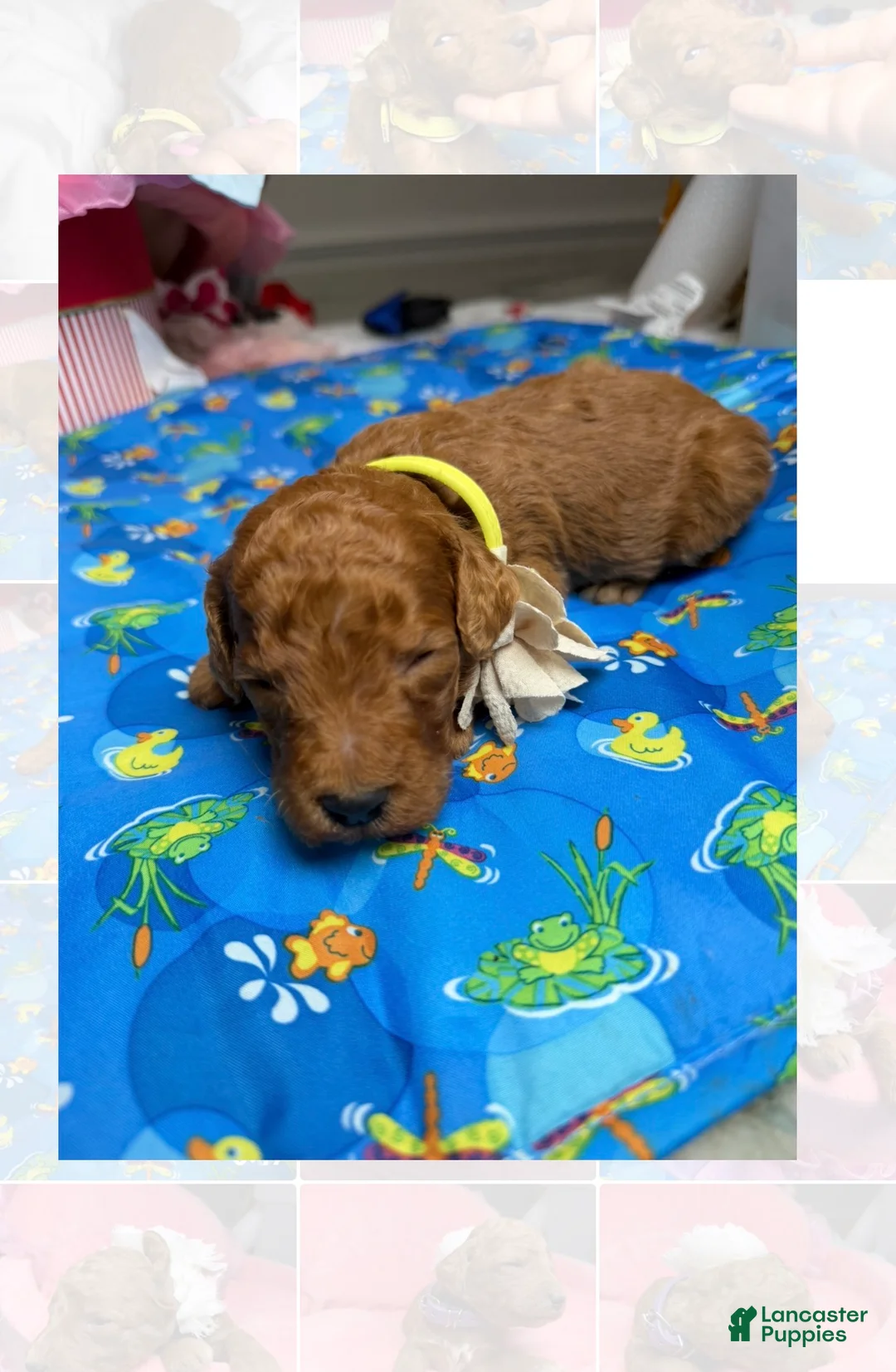 Standard Poodle dogs for sale: Yellow - Ad 1