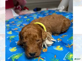 Standard Poodle dogs Yellow - Ad 5