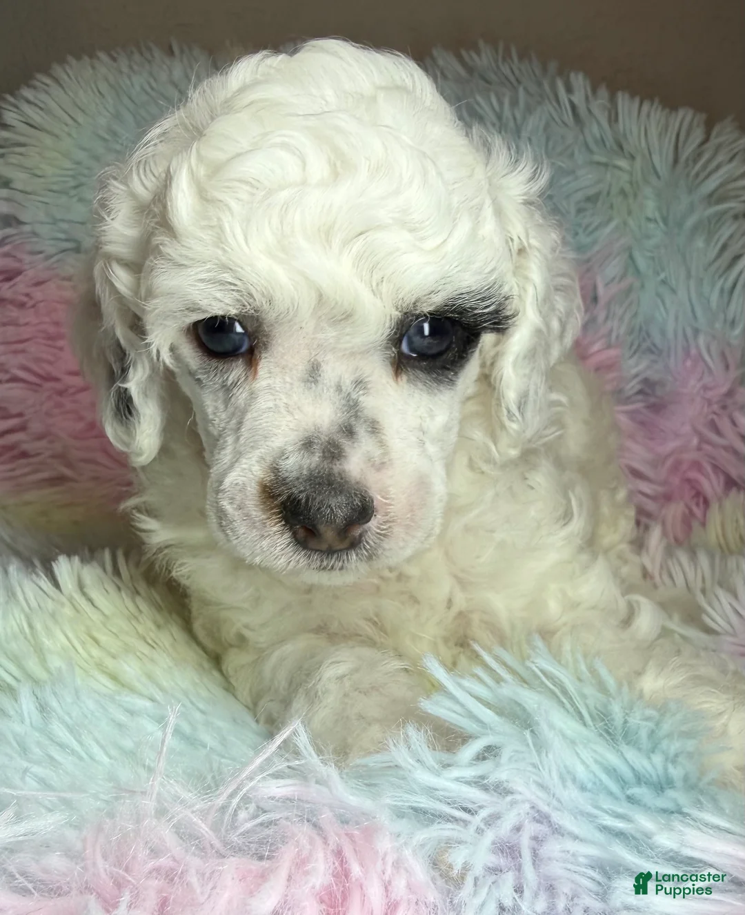 Toy Poodle dogs for sale: AKC petey - Ad 2