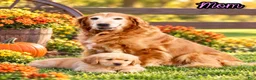 Golden Retriever dogs for sale: Brock Male AKC Golden Retriever - Ad 11