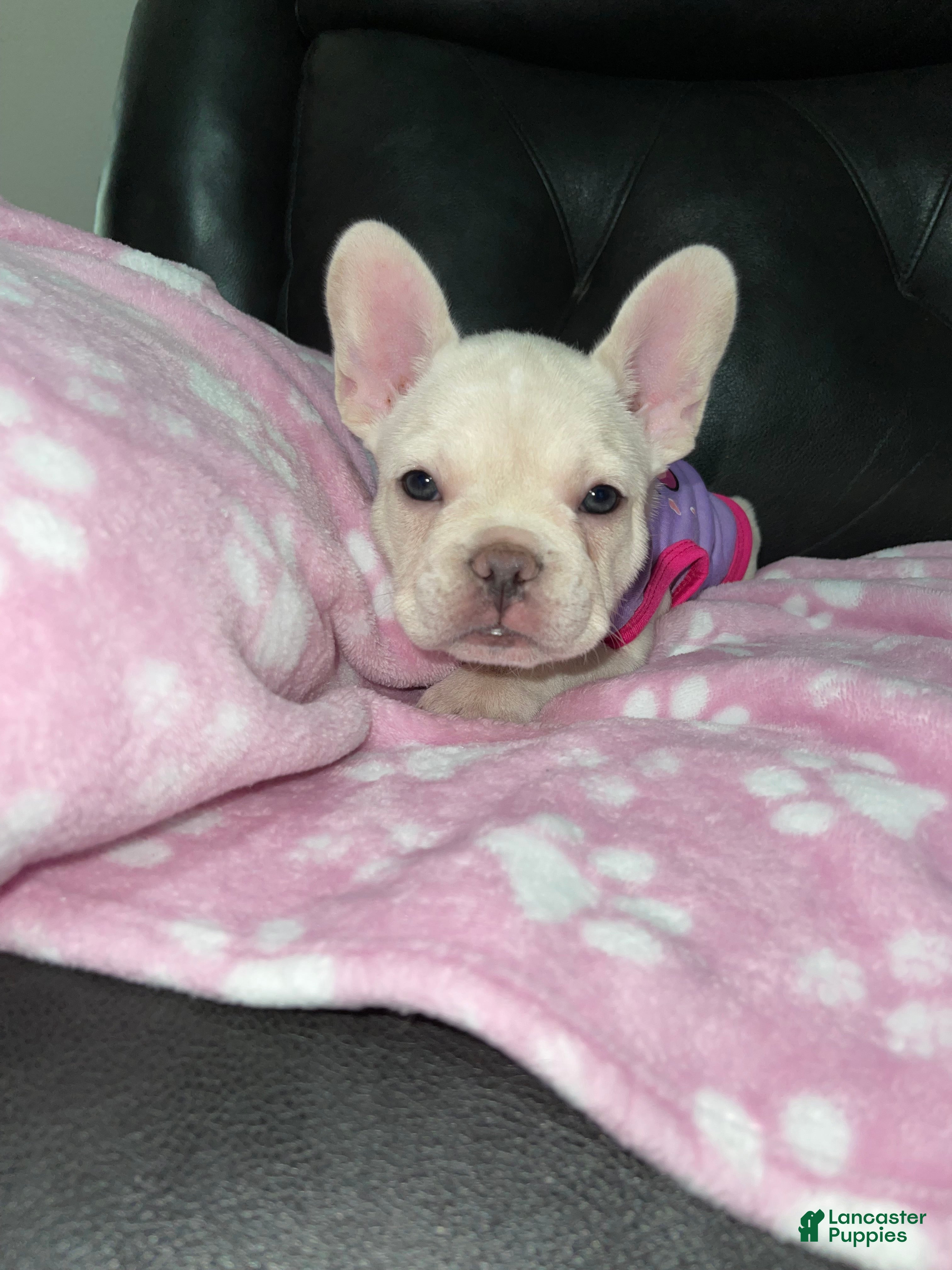 French Bulldog dogs Snowcake - Ad 1