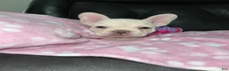 French Bulldog dogs for sale: Snowcake - Ad 7