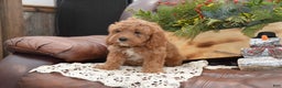 Cavapoo dogs for sale: Kaya - Ad 2