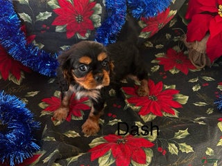 Cavalier King Charles Spaniel dogs Cavalier King Charles Spaniel Puppy 3 - Ad 19