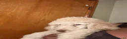 Standard Poodle dogs for sale: Standard Poodle 2 - Ad 3
