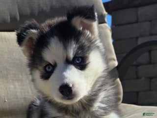 Siberian Husky dogs - Ad 21