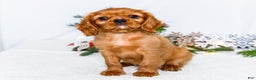 Cavalier King Charles Spaniel dogs for sale: Gingersnap - Ad 9