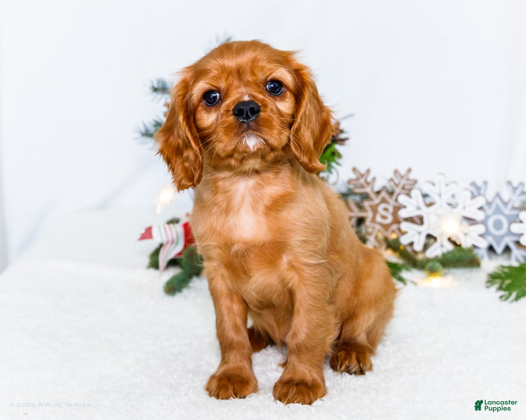 Cavalier King Charles Spaniel dogs for sale: Gingersnap - Ad 9