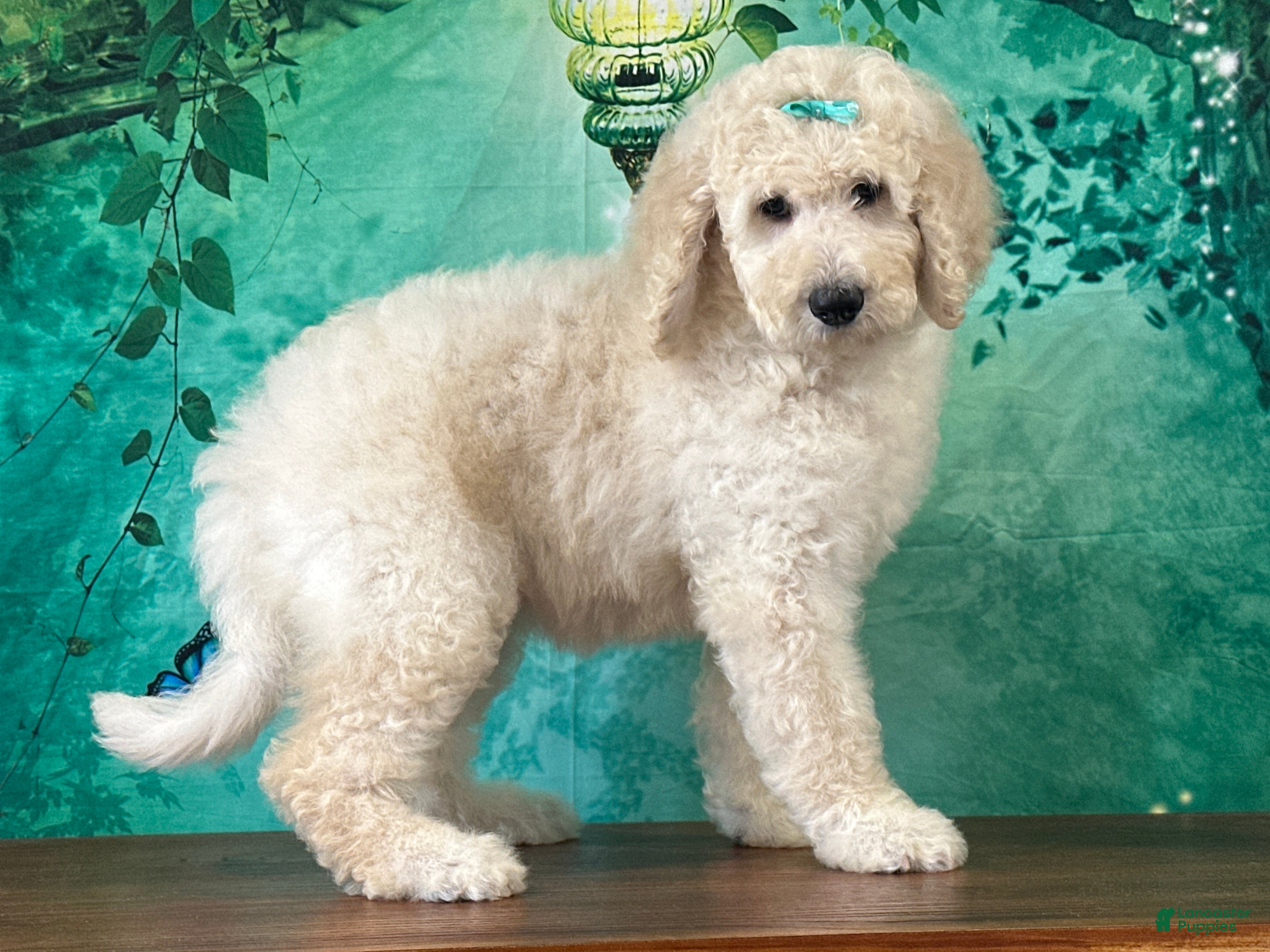 Goldendoodle dogs Jewel - Ad 1
