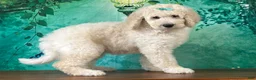 Goldendoodle dogs for sale: Jewel - Ad 1